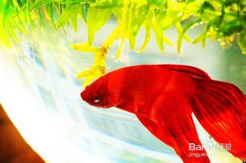 小魚缸怎麼養魚才不會死