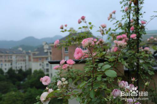 如何種植月季才能做到花繁葉茂？