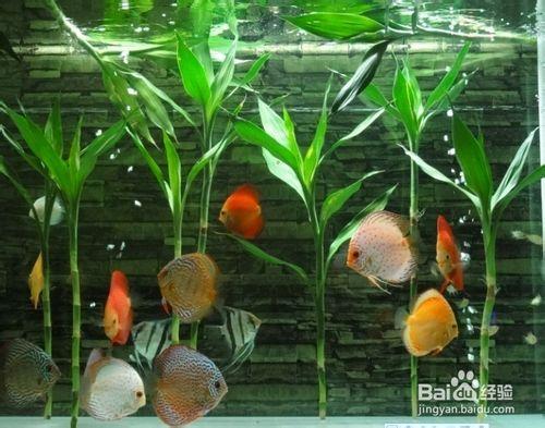 圓柱形魚缸適合養什麼樣的魚？（詳解）