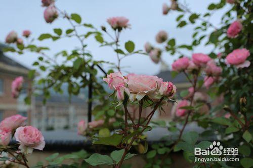 如何種植月季才能做到花繁葉茂？