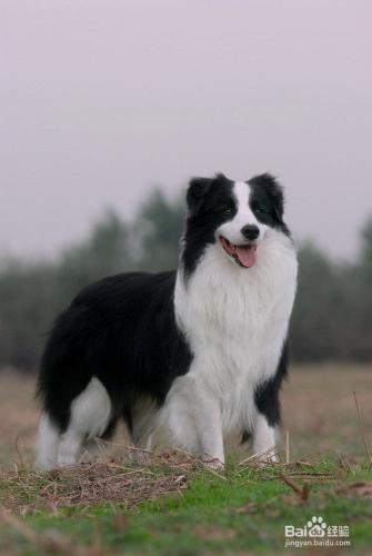 教你怎麼養好邊境牧羊犬