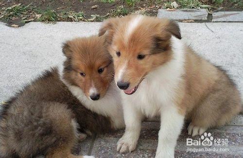 蘇格蘭牧羊犬飼養方法