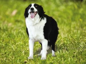 教你怎麼養好邊境牧羊犬