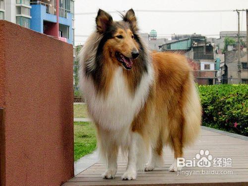 怎麼讓蘇格蘭牧羊犬聽話