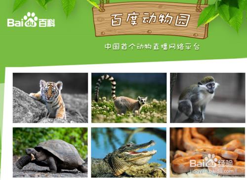 如何足不出戶也能逛動物園？