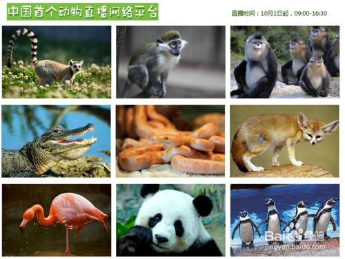 如何足不出戶也能逛動物園？