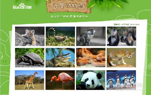 如何足不出戶也能逛動物園？