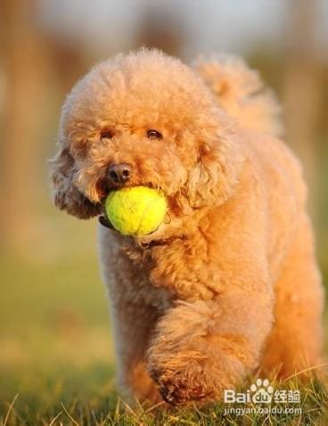 泰迪犬挑食的原因