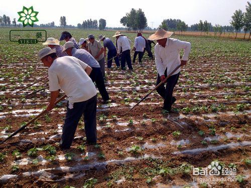 黃秋葵規模種植方法（圖文詳解）