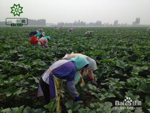 黃秋葵規模種植方法（圖文詳解）