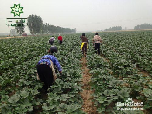 黃秋葵規模種植方法（圖文詳解）