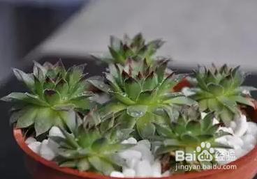 有多少種植物能讓我們的新家空氣清新呢？