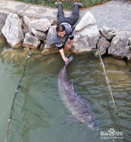 怎麼提升釣大魚的技巧？而不是釣到鴨子→_→