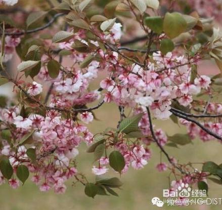 撫摸旅順歲月痕跡 大連後花園