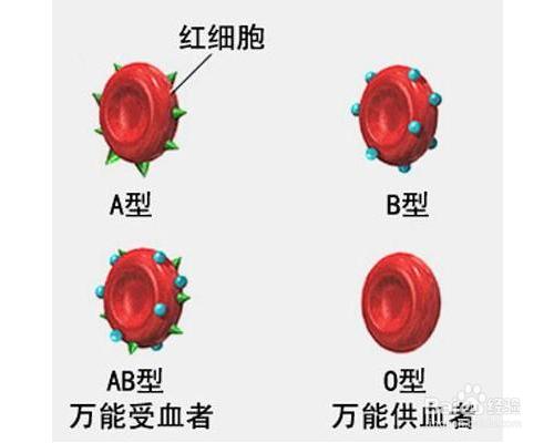 血型與細胞膜中糖類的關係