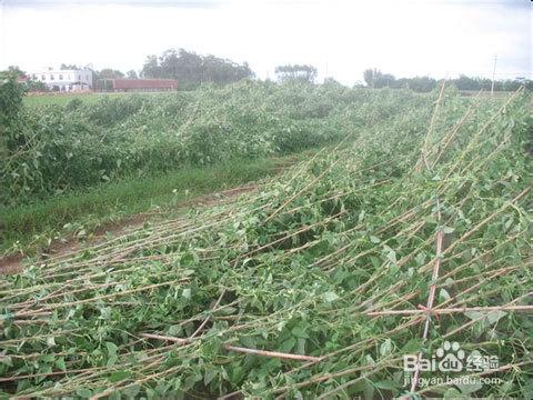 颱風過境後農業補救措施