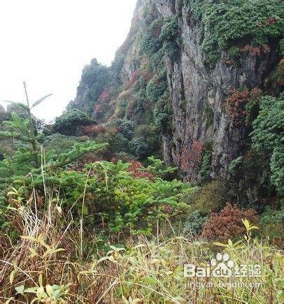 去峨眉山旅遊要多少錢_峨眉山旅遊價格