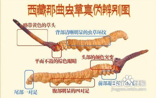 冬蟲夏草最佳的吃法