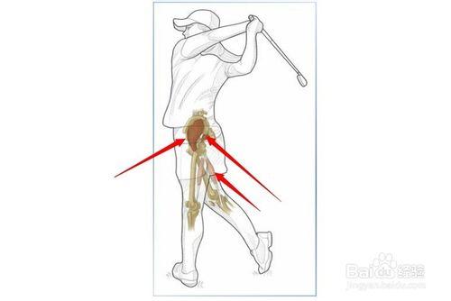 高爾夫球訓練：[10]相關肌肉圖解10