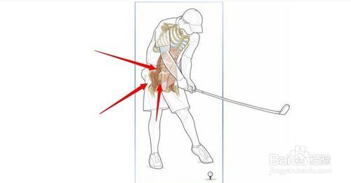 高爾夫球訓練：[10]相關肌肉圖解10