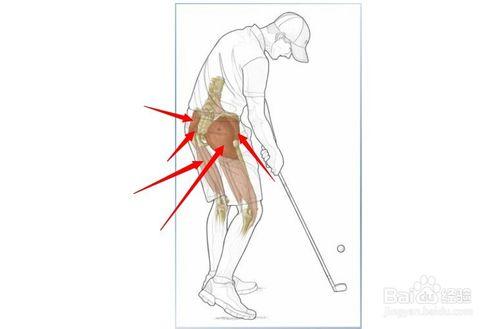 高爾夫球訓練：[10]相關肌肉圖解10