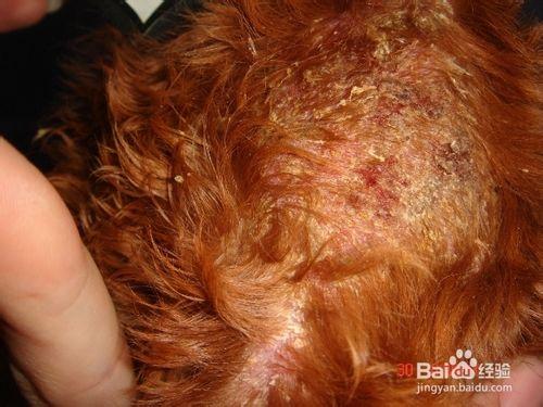 狗狗常見皮膚病（真菌蟎蟲，細菌，過敏等詳解）