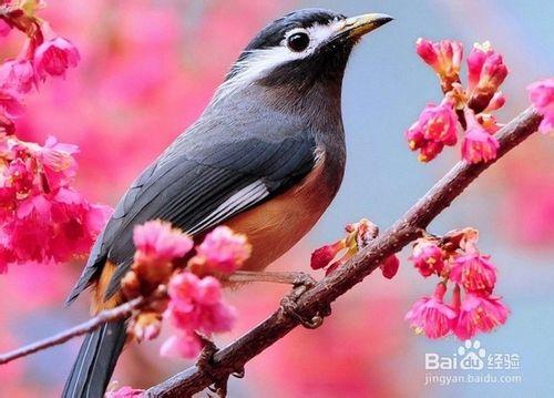 投喂野生鳥類的方法技巧和注意事項