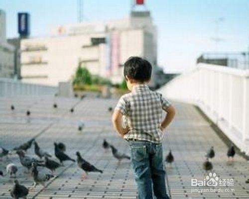 投喂野生鳥類的方法技巧和注意事項