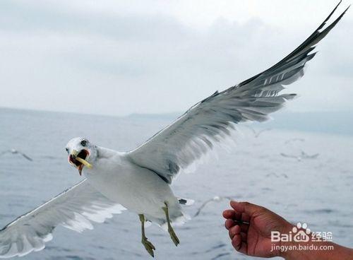 投喂野生鳥類的方法技巧和注意事項