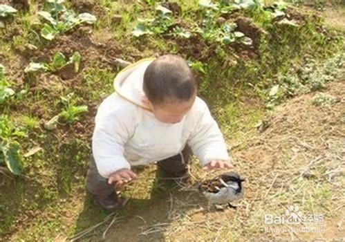 投喂野生鳥類的方法技巧和注意事項