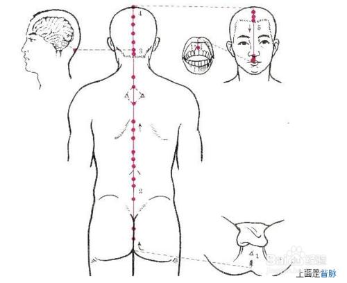 在十二經的基礎上十四經是如何定義的