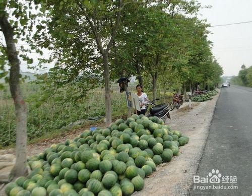 怎樣識別遭遇洪水的泡水西瓜