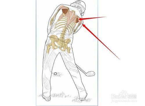 高爾夫球訓練：[29]相關肌肉圖解29
