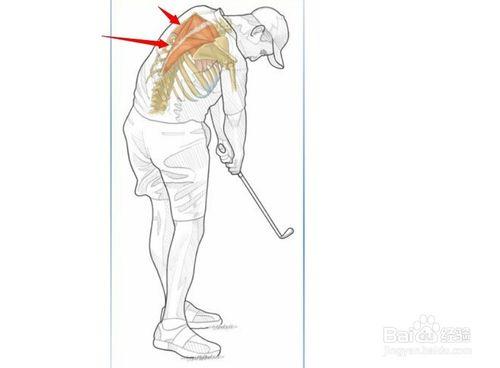 高爾夫球訓練：[29]相關肌肉圖解29