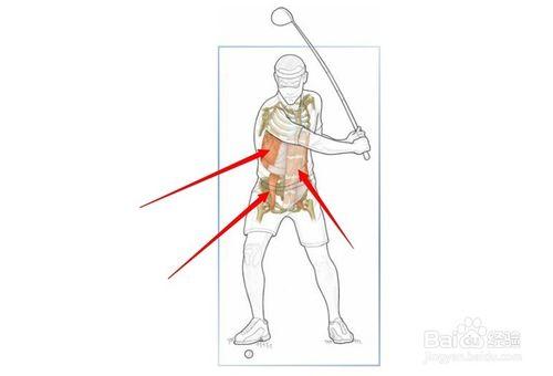 高爾夫球訓練：[7]相關肌肉圖解7