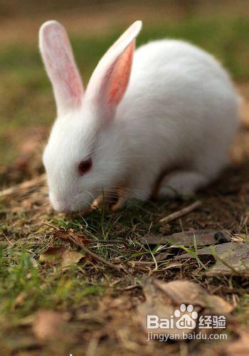 家兔常見中毒病症防治措施
