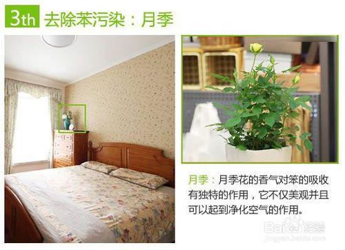 宅品惠支招：除苯植物推薦 室內清新有保障