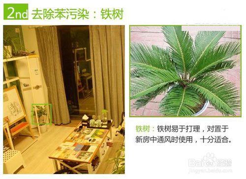 宅品惠支招：除苯植物推薦 室內清新有保障