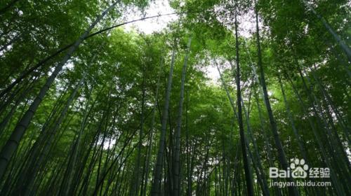 茶山竹海遊記