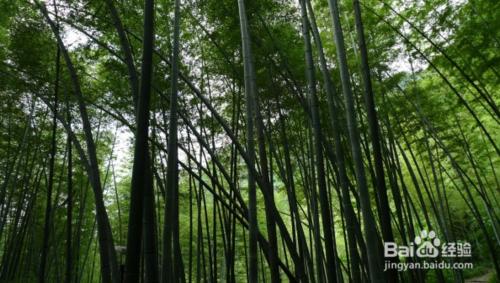 茶山竹海遊記