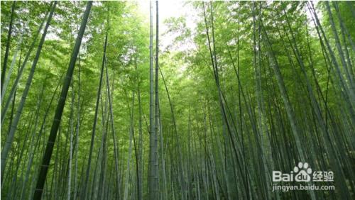 茶山竹海遊記