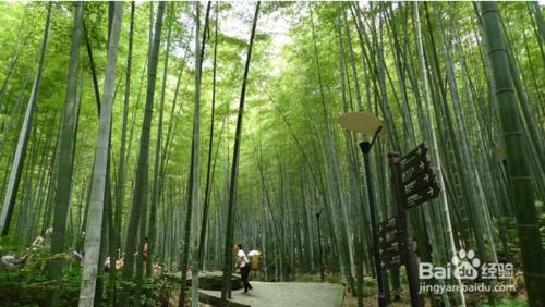 茶山竹海遊記