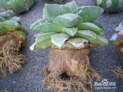 冬天怎麼養多肉植物(多漿植物)