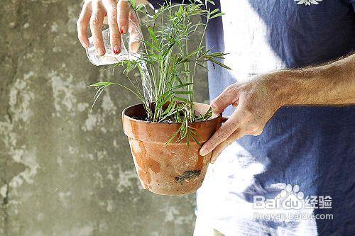 怎樣移植盆栽小植物