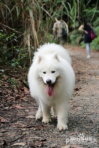 狗狗腿部美容