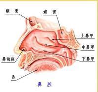 過敏性鼻炎怎麼治療