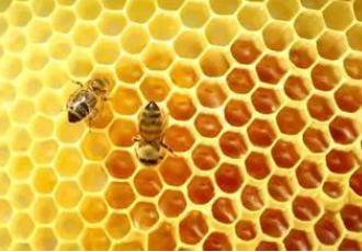 蜂蜜的有哪些正確的吃法？