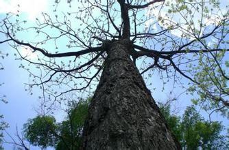 山核桃樹枝治療腫瘤的幾種配方