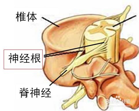 為什麼晚上不能吃薑