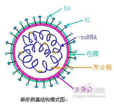 春季傳染病的預防